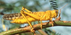 Arbeh, yellow